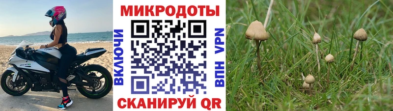 Галлюциногенные грибы Cubensis Грязовец